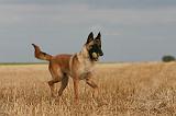 MALINOIS 928